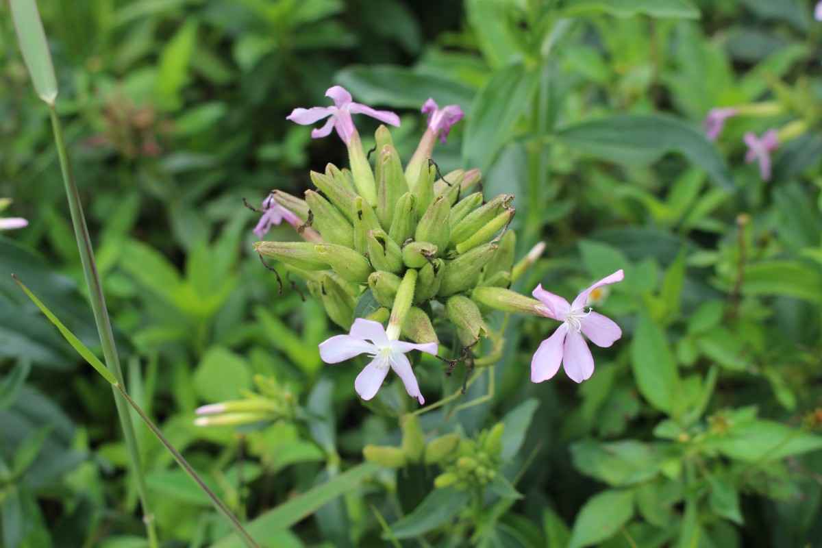 Verbena aristigera S.Moore